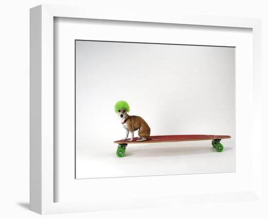 Chihuahua on a Skateboard-Chris Rogers-Framed Premium Photographic Print