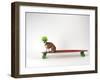 Chihuahua on a Skateboard-Chris Rogers-Framed Premium Photographic Print