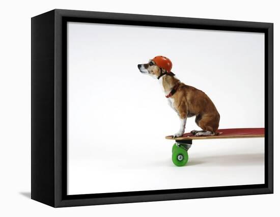 Chihuahua on a Skateboard-Chris Rogers-Framed Stretched Canvas