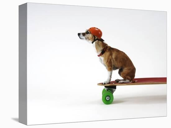 Chihuahua on a Skateboard-Chris Rogers-Stretched Canvas