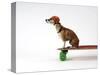 Chihuahua on a Skateboard-Chris Rogers-Stretched Canvas