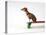 Chihuahua on a Skateboard-Chris Rogers-Stretched Canvas