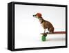 Chihuahua on a Skateboard-Chris Rogers-Framed Stretched Canvas