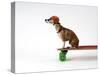Chihuahua on a Skateboard-Chris Rogers-Stretched Canvas