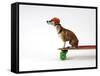 Chihuahua on a Skateboard-Chris Rogers-Framed Stretched Canvas