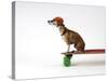 Chihuahua on a Skateboard-Chris Rogers-Stretched Canvas