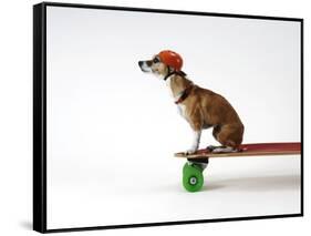 Chihuahua on a Skateboard-Chris Rogers-Framed Stretched Canvas