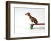 Chihuahua on a Skateboard-Chris Rogers-Framed Premium Photographic Print