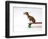 Chihuahua on a Skateboard-Chris Rogers-Framed Premium Photographic Print