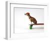 Chihuahua on a Skateboard-Chris Rogers-Framed Premium Photographic Print