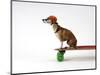 Chihuahua on a Skateboard-Chris Rogers-Mounted Premium Photographic Print