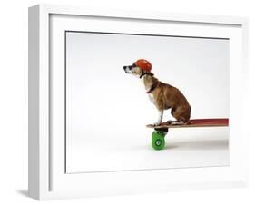 Chihuahua on a Skateboard-Chris Rogers-Framed Premium Photographic Print