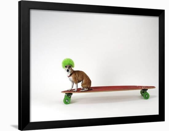 Chihuahua on a Skateboard-Chris Rogers-Framed Photographic Print