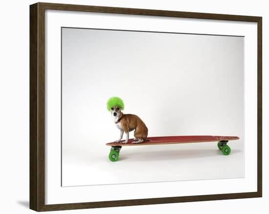 Chihuahua on a Skateboard-Chris Rogers-Framed Photographic Print