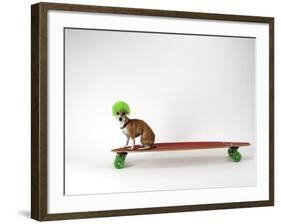 Chihuahua on a Skateboard-Chris Rogers-Framed Photographic Print