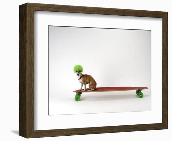 Chihuahua on a Skateboard-Chris Rogers-Framed Photographic Print