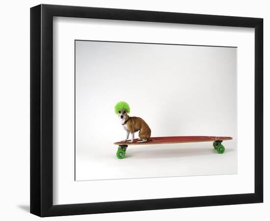 Chihuahua on a Skateboard-Chris Rogers-Framed Photographic Print