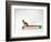 Chihuahua on a Skateboard-Chris Rogers-Framed Photographic Print