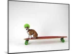 Chihuahua on a Skateboard-Chris Rogers-Mounted Photographic Print