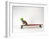 Chihuahua on a Skateboard-Chris Rogers-Framed Photographic Print