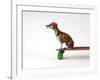 Chihuahua on a Skateboard-Chris Rogers-Framed Photographic Print