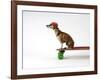 Chihuahua on a Skateboard-Chris Rogers-Framed Photographic Print