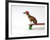 Chihuahua on a Skateboard-Chris Rogers-Framed Photographic Print