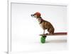 Chihuahua on a Skateboard-Chris Rogers-Framed Photographic Print