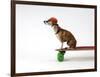 Chihuahua on a Skateboard-Chris Rogers-Framed Photographic Print