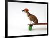 Chihuahua on a Skateboard-Chris Rogers-Framed Photographic Print