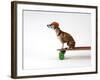 Chihuahua on a Skateboard-Chris Rogers-Framed Photographic Print