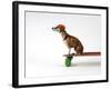 Chihuahua on a Skateboard-Chris Rogers-Framed Photographic Print