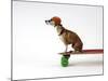 Chihuahua on a Skateboard-Chris Rogers-Mounted Photographic Print