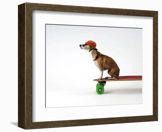 Chihuahua on a Skateboard-Chris Rogers-Framed Photographic Print