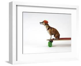 Chihuahua on a Skateboard-Chris Rogers-Framed Photographic Print