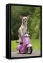 Chihuahua on Scooter-null-Framed Stretched Canvas