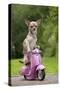 Chihuahua on Scooter-null-Stretched Canvas