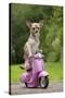 Chihuahua on Scooter-null-Stretched Canvas