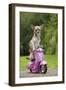 Chihuahua on Scooter-null-Framed Photographic Print