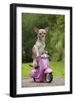 Chihuahua on Scooter-null-Framed Photographic Print