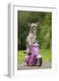 Chihuahua on Scooter-null-Framed Photographic Print