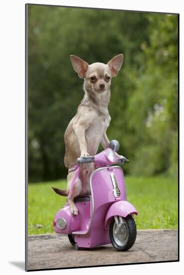 Chihuahua on Scooter-null-Mounted Photographic Print