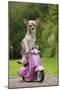 Chihuahua on Scooter-null-Mounted Photographic Print