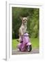 Chihuahua on Scooter-null-Framed Photographic Print