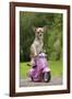 Chihuahua on Scooter-null-Framed Photographic Print