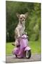 Chihuahua on Scooter-null-Mounted Photographic Print