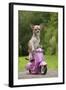 Chihuahua on Scooter-null-Framed Photographic Print