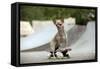 Chihuahua on Skateboard in Skate Park-null-Framed Stretched Canvas