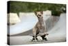 Chihuahua on Skateboard in Skate Park-null-Stretched Canvas