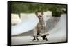 Chihuahua on Skateboard in Skate Park-null-Framed Stretched Canvas